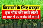 Cultivate this plant, earn 30 crores in 10 years, a boon for farmers