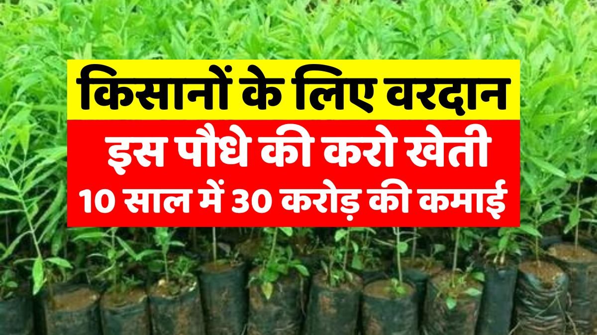 Cultivate this plant, earn 30 crores in 10 years, a boon for farmers