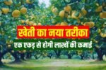 New method of farming, you can earn lakhs from one acre, just plant this tree in the field