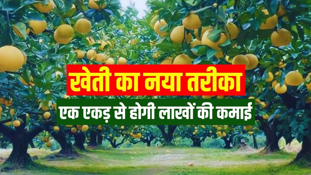 New method of farming, you can earn lakhs from one acre, just plant this tree in the field