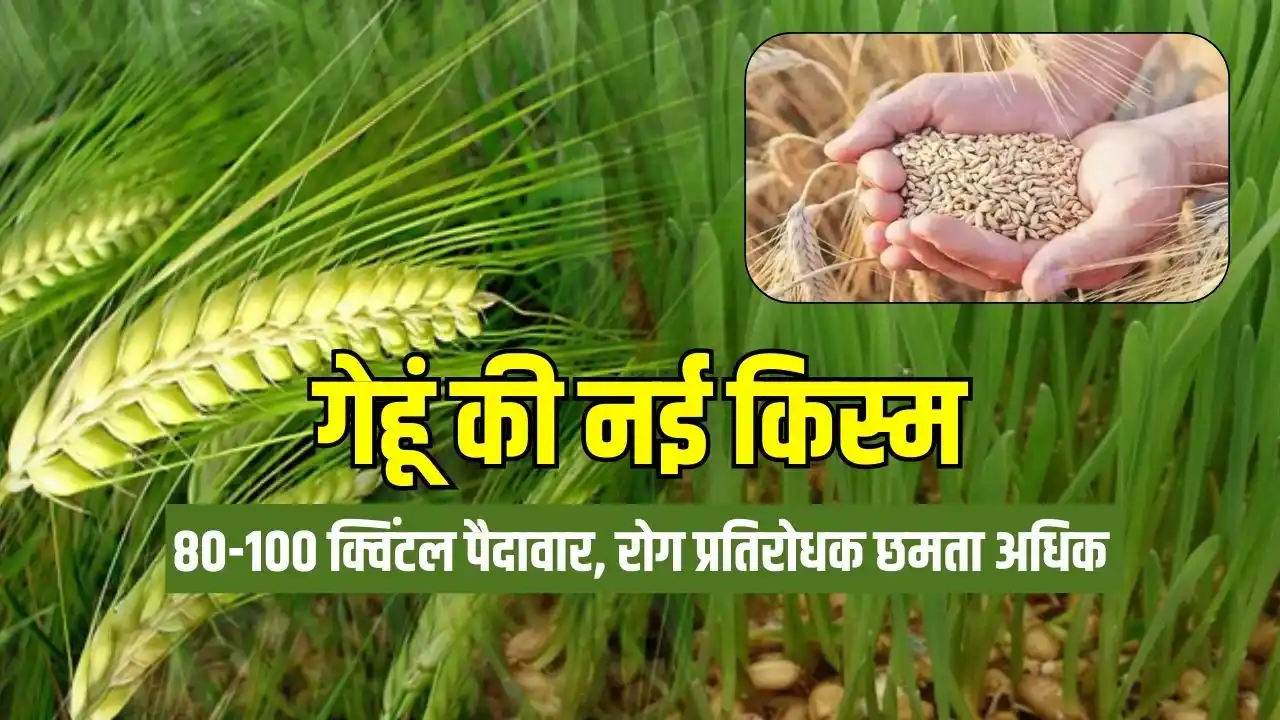 New variety of wheat with 80-100 quintal yield, now farmers will get more yield